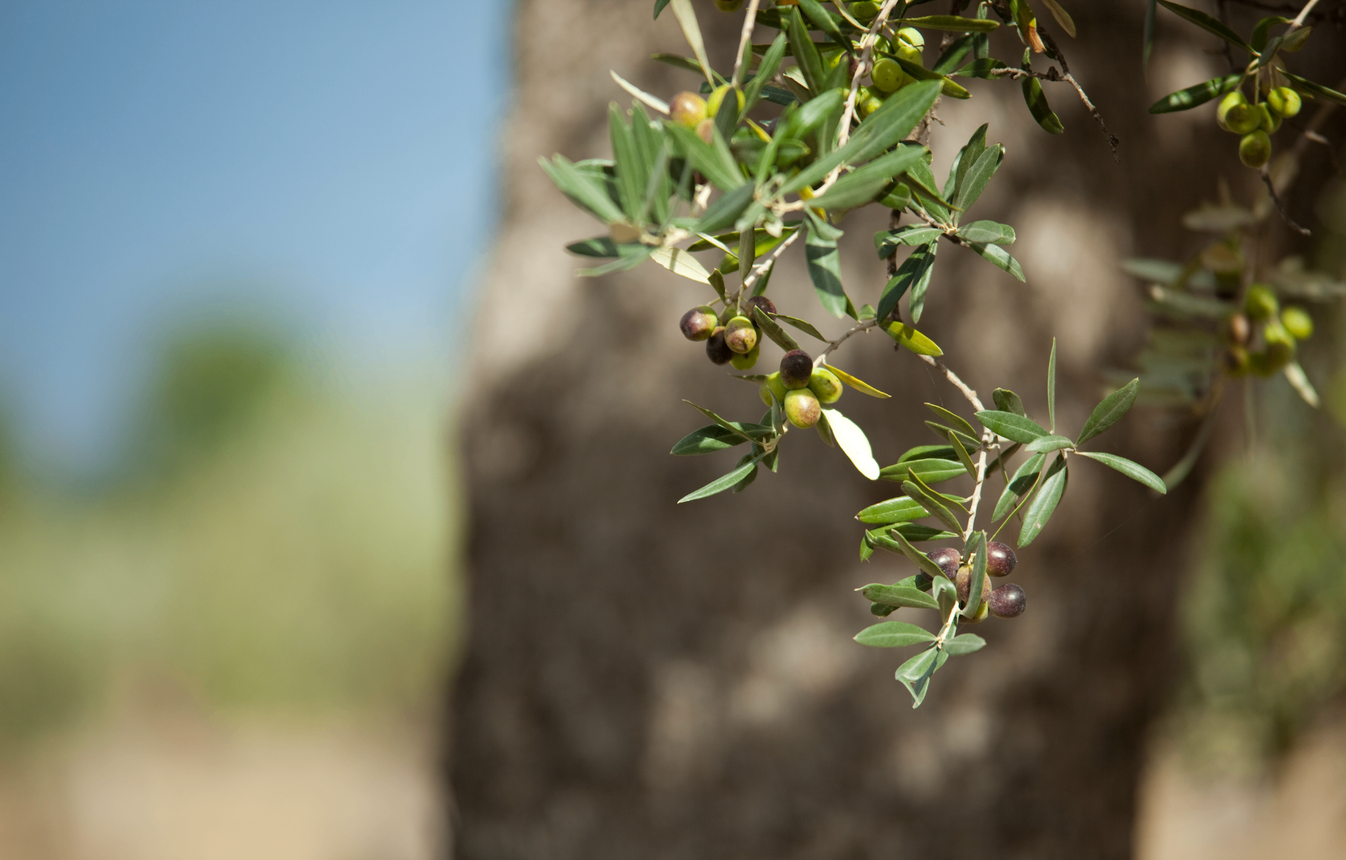 Villa Riluci century-old olive trees